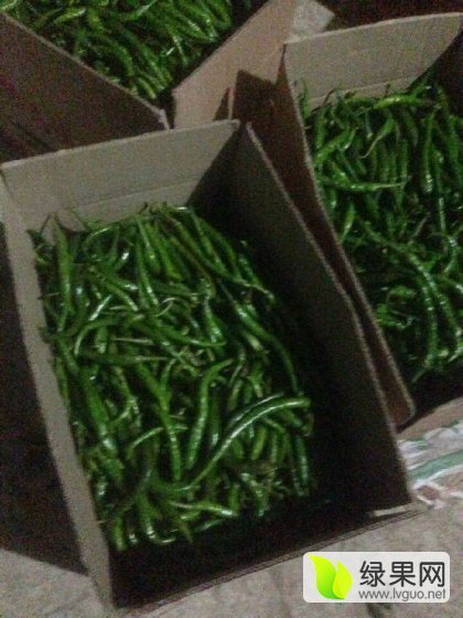 2015年江苏沭阳线椒价格