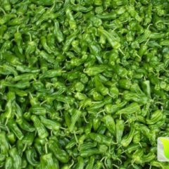 御西果蔬苏椒五号上市、可订购