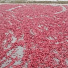 金乡辣椒绿色无公害,鱼山李文峰诚信合作