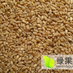 内蒙古察右中旗永良4号小麦产销两旺