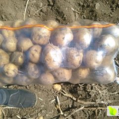 扶余东九王水9月延薯四号土豆