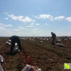 2015集宁土豆现在订货有惊喜