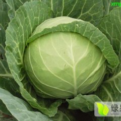 2015嘉鱼甘蓝现在订货有惊喜