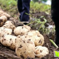 中国旅游标志之都凉州土豆收购工作全面开展