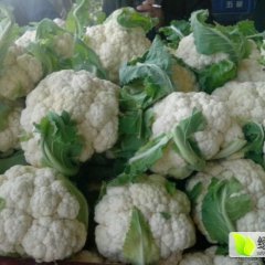 河南通许菜花诚信代办