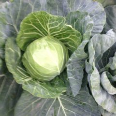 河北唐山市精品中甘甘蓝质量一流欢迎收购