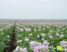 荷兰十五土豆种马铃薯种薯脱毒原种山东肥城