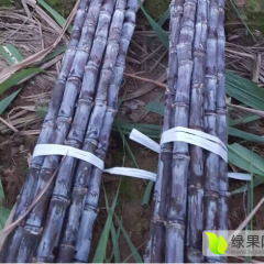 广西博白黑皮果蔗 最新报价