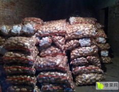 河北围场荷兰十五土豆名扬天下