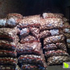 河北围场荷兰十五土豆名扬天下