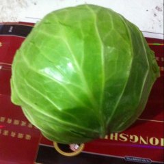 2015沛县甘蓝今年价格有看点