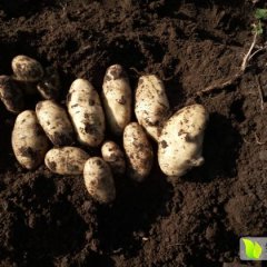 沽源长梁韩重阳9月夏波蒂土豆
