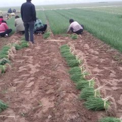 供应卖600亩卜集二红半高桩(沤山扁桩)洋葱种苗