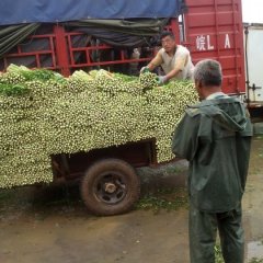 山东高青美国西芹芹菜欢迎合作