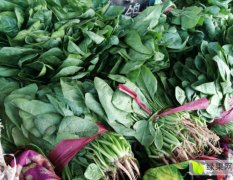 河北永年南大堡大型蔬菜市场供应菠菜