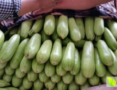 河北永年南大堡大型蔬菜市场供应西葫芦