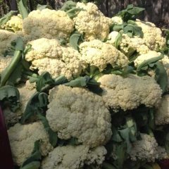 河南虞城青梗白面散花上市中