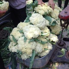 河南虞城白面青梗松花菜菜花香甜可口