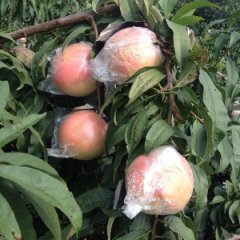 大荔蜜桃价格行情平稳,范家贺正民诚信合作