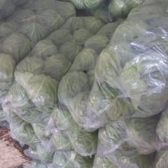 2015沛县甘蓝价格波动不大