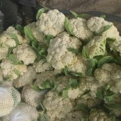 沛县张庄张洪仁9月白面青梗松花菜菜花