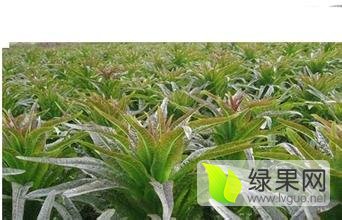 郯城莴苣上货量大,红花高翠玲诚信合作