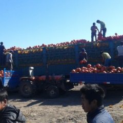 寿光王亮本人长年购销南瓜