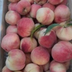 合阳蜜桃早买早赚,新民马云龙诚信合作