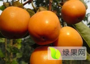 2015大荔柿子现在订货有惊喜