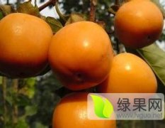 2015大荔柿子现在订货有惊喜
