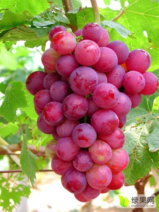 2015年陕西大荔红提价格