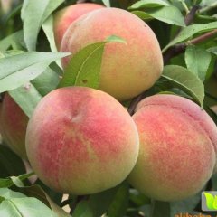 陕西蒲城中华寿桃蜜桃营养丰富