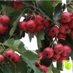 费县县驻臧德发9月大金星山楂