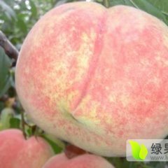 2015大荔蜜桃走过路过不要错过