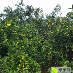 湖北公安柑橘香甜可口 绿色环保