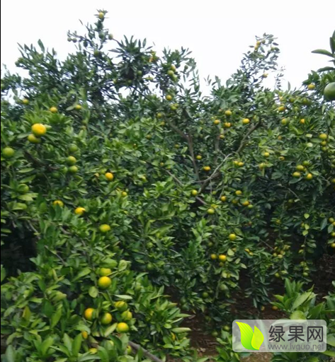 2015年湖北公安柑橘价格