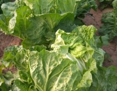 通许白菜名优产品冯庄小何诚信合作