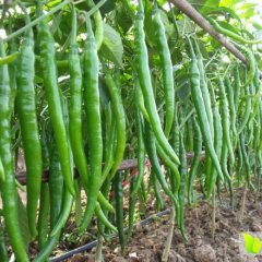 【益农蔬菜】线椒上市、价廉质优