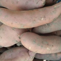 龙署九号三两以上 大量上市 欢迎垂询