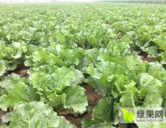 唐山玉田张铁民9月北京新三号白菜
