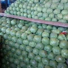 永年甘蓝口感爽口,南大堡闫先生诚信合作