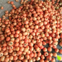 望都贾村孙康达9月大红西红柿