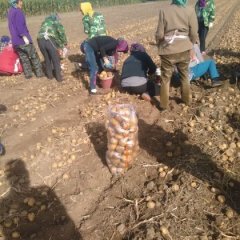 扶余土豆产销两旺,东九邢玉凯诚信合作