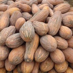 2015蒙城南瓜郭先生诚信合作