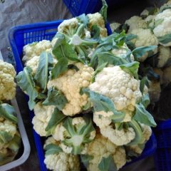2015东昌府菜花抓住商机无限