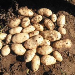 河北张北夏波蒂土豆聚焦市场