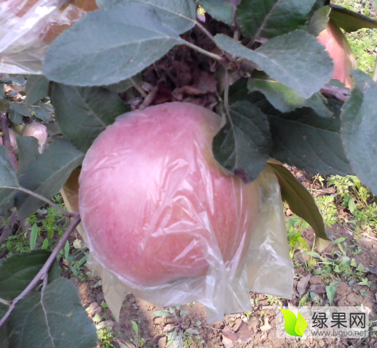 2015年山东冠县红富士价格