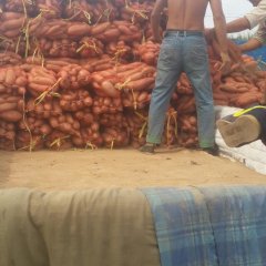 饶阳龙薯九上市了，物美价廉