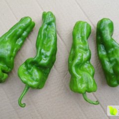 青椒 苏椒5号薄皮椒 螺丝椒 线椒 大量供应