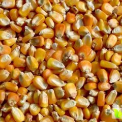 松山玉米上货量大,当铺张永娇诚信合作